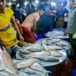 ভাইফোঁটার আগে গঙ্গায় ইলিশের উৎসব: পদ্মা থেকে ঝাঁকে ঝাঁকে ইলিশ, জলের দামে বিক্রি হচ্ছে বাজারে