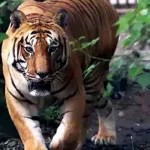 বাঘিনির নাগাল মেলে না: জ়িনতের সন্ধানে ঝাড়গ্রামের বনকর্মীরা