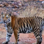 বাঘিনির হানায় আতঙ্ক: পুরুলিয়ার রাহামদা গ্রামে একাধিক ছাগল নিখোঁজ, আহত বেশ কয়েকটি