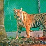 প্রস্রাবের গন্ধ হারিয়ে গেছে, তাই ওড়িশার রাস্তা ভুলে গেছে বাঘিনি জ়িনত!