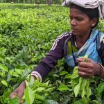 অসম পেল ৬৮৬ কোটি, অর্ধেকও পেল না এ রাজ্য! এ বার চা বাগানেও ‘কেন্দ্রীয় বঞ্চনা’র ছায়া