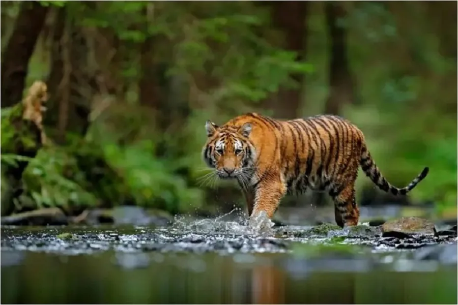 রয়্যাল বেঙ্গল টাইগার