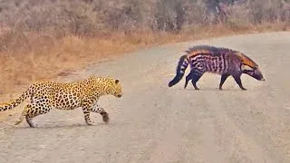 গন্ধগোকুলের