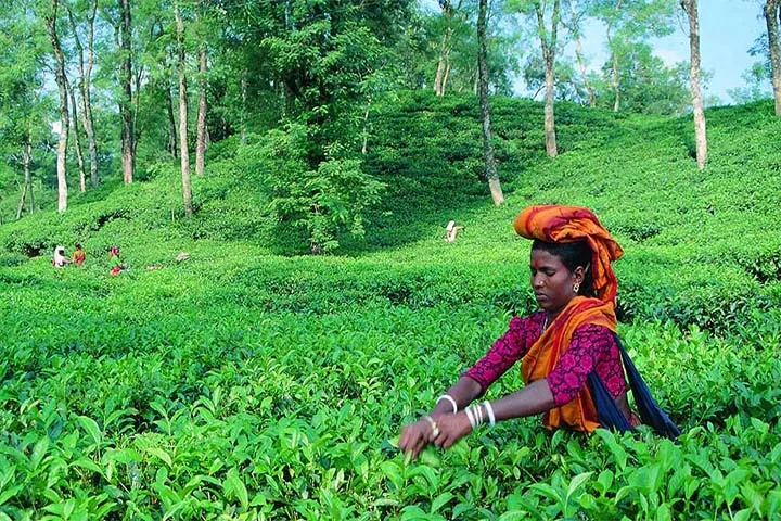 অসম 