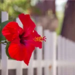 বাগানের জবাগাছে পোকার আক্রমণ: ঘরোয়া উপায়ে কীটনাশক তৈরির সহজ পদ্ধতি