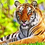 কুলতলিতে বাঘের সন্ধানে বনদফতরের তৎপরতা: মাকড়ি নদী পেরিয়ে জলপথে রয়্যাল বেঙ্গলের খোঁজ