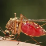 পুরুষের শরীরে মারণ ছত্রাক: ম্যালেরিয়ার মশা দমনে জিনের ব্যবহার নিয়ে নতুন আশার আলো
