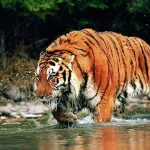 জঙ্গলে ফিরল রয়্যাল বেঙ্গল টাইগার: হাঁফ ছেড়ে বাঁচল কুলতলি