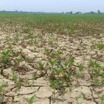 বিহারের কৃষিশিল্পে ফিরছে প্রাণ—ঔরঙ্গাবাদ, অরওয়াল ও বেগুসারাইয়ে পাট চাষে নতুন দিগন্ত 🌾