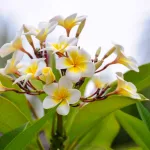 বর্ষায় চমকে দিন বাগান, ফোটান প্লুমেরিয়া! জেনে নিন সহজ কিছু টিপস