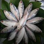 গুজরাতের ইলিশে রসনাতৃপ্ত বাঙালি, রান্নাপুজোর আগে দুশ্চিন্তা কমছে না
