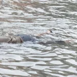 জলমগ্ন কলকাতায় বিদ্যুৎস্পৃষ্ট হয়ে প্রাণহানি, ভেজা বাতিস্তম্ভই হল মৃত্যু কারণ