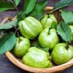 🥝 সকালে খালিপেটে পেয়ারা: শরীরের জন্য আশ্চর্য উপকার, কিন্তু কারা খাবেন না?