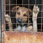 🐾 সাত দিনের নজরদারির পরই অস্ত্রোপচার: কলকাতায় পথকুকুর ব্যবস্থাপনায় নতুন পথে পুরসভা
