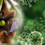 নিপা না কোভিড— কোনটা বেশি ভয়ংকর? আতঙ্ক নয়, জানলেই বাঁচবে প্রাণ