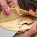 আম খেয়ে আঁটি ফেলবেন না! রান্নাঘরে এই ৫ উপায়ে কাজে লাগতে পারে আমের বীজ