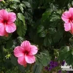 জবা গাছে ফুল কম হওয়ার প্রধান কারণ